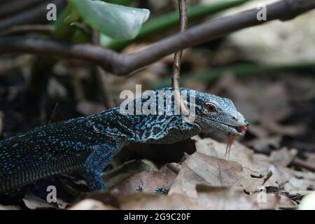 Reptile House au zoo de Londres Banque D'Images