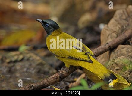 Bulbul à tête noire (Pycnonotus atriceps) adulte perchée dans l'eau Kaeng Kratchen, Thaïlande Janvier Banque D'Images