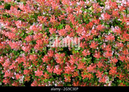 Les feuilles rouges de la barberry japonaise. Banque D'Images