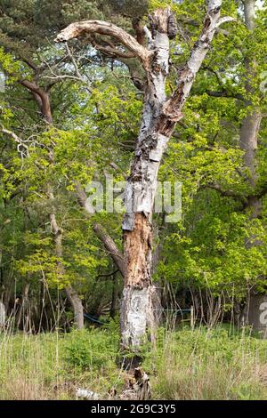 Bouleau à fée (Betula pubescens). Tronc mort, toujours debout. L'écorce est imperméable, résistant au champignon laissé comme une coquille intacte dans les endroits autour de s'effondrer Banque D'Images