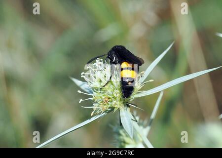 Wasp, Borstige Dolchwespe, Scolia hirta, sötétszárnyú tőrösdarázs, Hongrie, Magyarország, Europe Banque D'Images