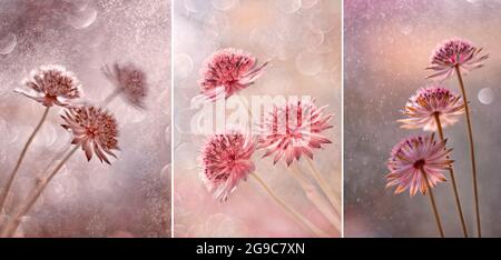 Astrantia Major 'Roma', série de fleurs roses Banque D'Images