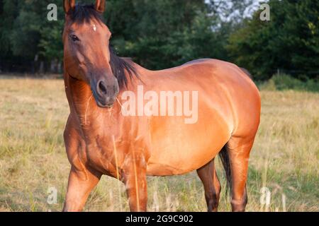 Jeune cheval debout dans le pâturage éclairé par le soleil, mangeant de l'herbe Banque D'Images