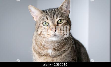 Magnifique chat tabby domestique regardant l'appareil photo avec des murs blancs en arrière-plan, gros plan Banque D'Images