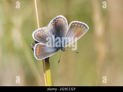 Une femelle brune de papillon bleu commun (Polyommatus Icarus) repose dans un pré herbacé, qui est son habitat privilégié.Bedgebury Forest, Kent, Royaume-Uni. Banque D'Images