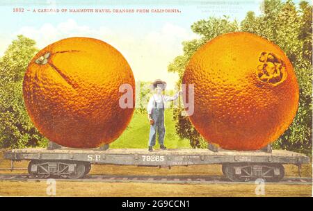 Edward H Mitchell - Un chargement d'oranges nombril mammouth de Californie, États-Unis - 1909 Banque D'Images