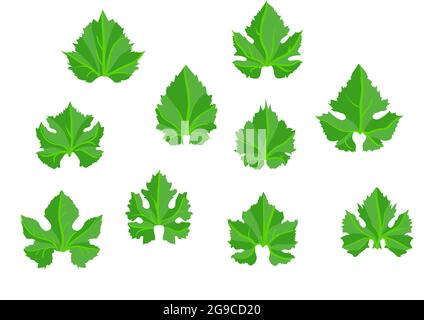 feuilles de raisin de vin isolées sur fond blanc Illustration de Vecteur
