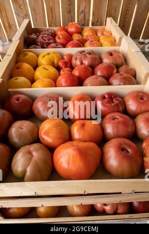 De savoureuses grosses tomates mûres françaises dans des boîtes en bois sur le marché des agriculteurs en Provence en été Banque D'Images