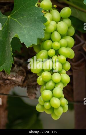 Bouquet de raisins de table verts non mûrs accrochés à la vigne en gros plan Banque D'Images