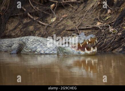 Gros plan sur le portrait du caïman noir (Melanosuchus niger) dans l'eau avec la mâchoire ouverte montrant les dents Pampas del Yacuma, Bolivie. Banque D'Images