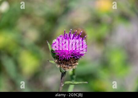 Lait sauvage Thistle fleurissent au soleil Banque D'Images