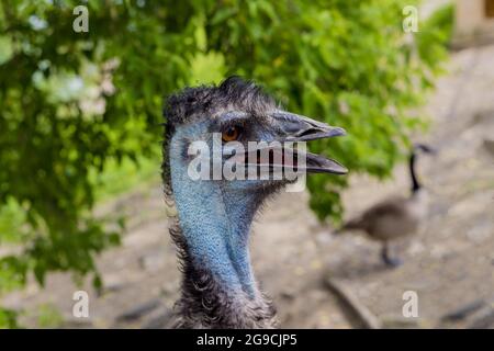 émeu bleu australien avec bouche ouverte sur fond de nature. Banque D'Images