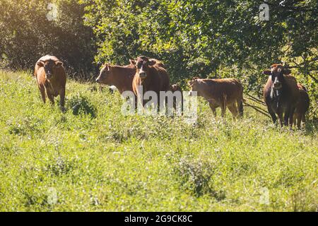 troupeau de vaches laitières brunes qui broutage dans le pâturage entouré de mouches avec un veau à côté d'eux, un jour ensoleillé avec espace de copie Banque D'Images