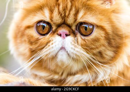 Portrait de chat persan rouge avec de grands yeux ronds orange Banque D'Images