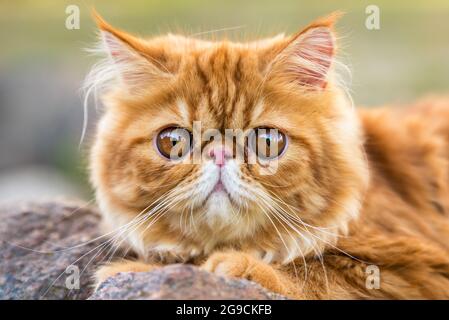 Portrait de chat persan rouge avec de grands yeux ronds orange Banque D'Images