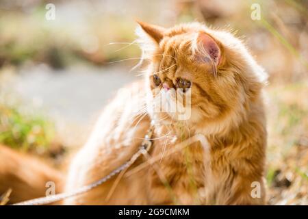 Portrait de chat persan rouge avec une laisse marchant dans la cour. Banque D'Images