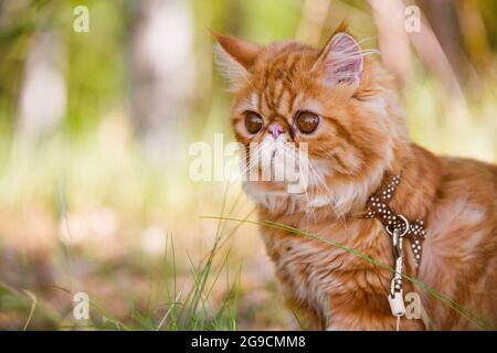 Portrait de chat persan rouge avec une laisse marchant dans la cour. Banque D'Images