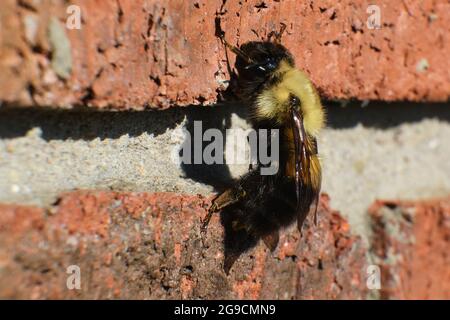 L'abeille bourdonneuse à moitié noire est suspendue à un mur de briques Banque D'Images