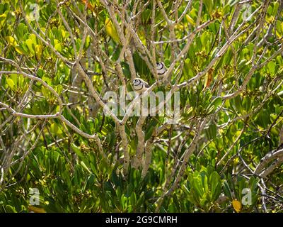 Une paire de finches à double barré (Taeniopygia bichenovii) perchées dans un mangrove au-dessus de Willie Creek, péninsule de Dampier, Australie occidentale Banque D'Images