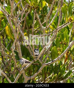 Une paire de finches à double barré (Taeniopygia bichenovii) perchées dans un mangrove au-dessus de Willie Creek, péninsule de Dampier, Australie occidentale Banque D'Images