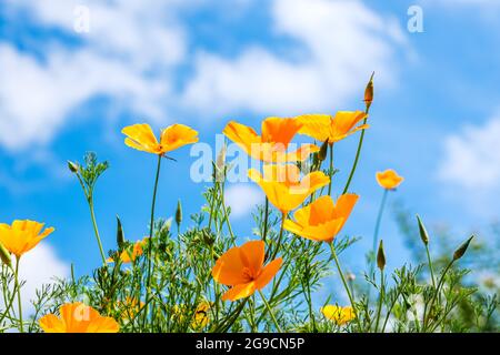 Vue à l'œil de grenouille des coquelicots de Californie en pleine floraison contre un ciel bleu Banque D'Images