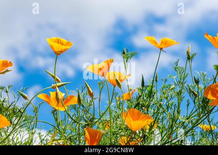 Vue à l'œil de grenouille des coquelicots de Californie en pleine floraison contre un ciel bleu Banque D'Images