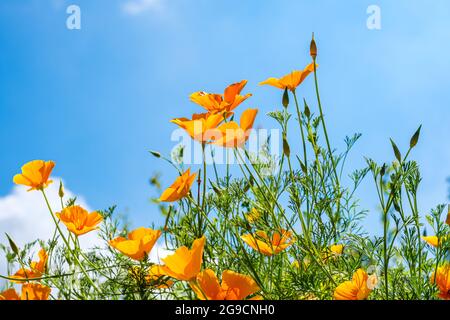 Vue à l'œil de grenouille des coquelicots de Californie en pleine floraison contre un ciel bleu Banque D'Images