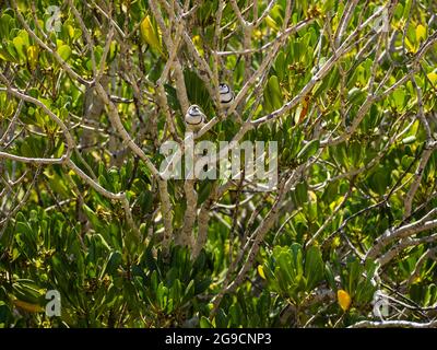 Une paire de finches à double barré (Taeniopygia bichenovii) perchées dans un mangrove au-dessus de Willie Creek, péninsule de Dampier, Australie occidentale Banque D'Images
