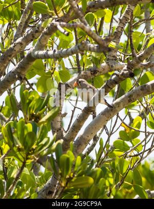 Zebra finch (Taeniopygia guttata), Willie Creek, péninsule de Dampier, Kimberley, Australie occidentale Banque D'Images