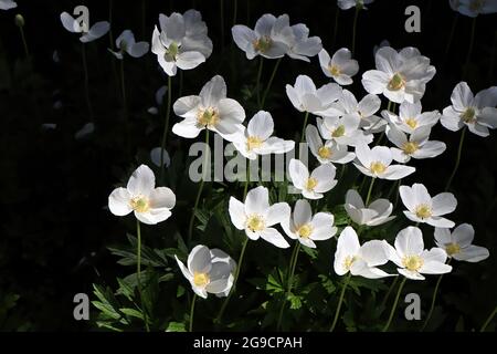 Coquelicots blancs sur fond noir avec lumière du soleil Banque D'Images