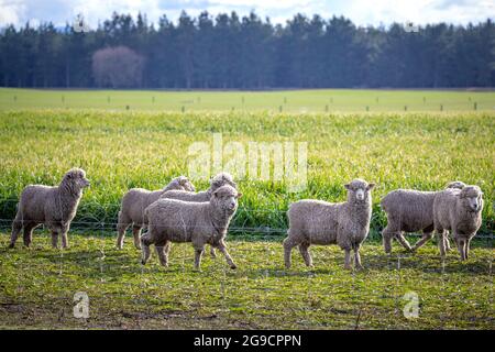 Un troupeau de moutons se nourrissent en hiver dans un champ d'une ferme en Nouvelle-Zélande Banque D'Images