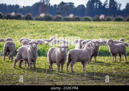 Un troupeau de moutons se nourrissent en hiver dans un champ d'une ferme en Nouvelle-Zélande Banque D'Images