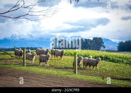 Un troupeau de moutons qui mangent de l'hiver se nourrissent dans une ferme en Nouvelle-Zélande avec les montagnes enneigées derrière Banque D'Images