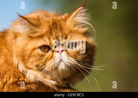 Portrait de chat persan rouge avec grands yeux orange Banque D'Images