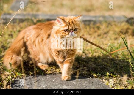 Portrait de chat persan rouge avec une laisse marchant dans la cour. Banque D'Images