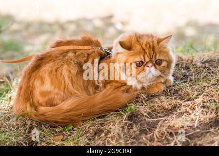 Chat persan rouge avec une laisse marchant dans la cour. Banque D'Images