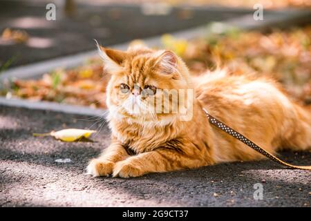 Chat persan rouge avec une laisse marchant dans la cour. Banque D'Images