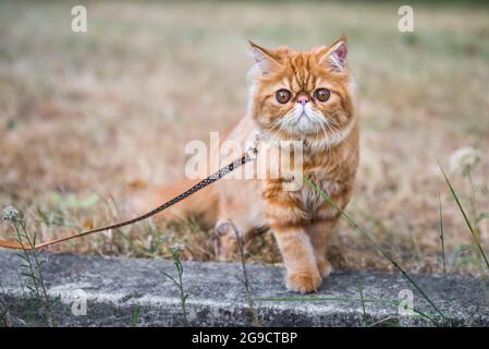 Chat persan rouge avec une laisse marchant dans la cour. Banque D'Images