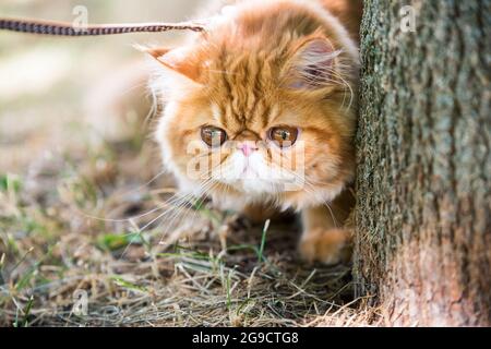 Portrait de chat persan rouge avec une promenade en laisse dans le parc Banque D'Images