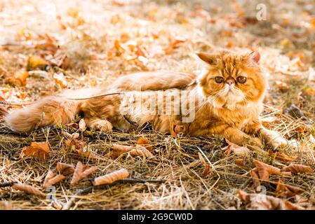 Chat persan rouge avec une laisse marchant dans la cour. Banque D'Images