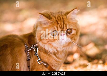 Chat persan rouge avec une laisse marchant dans la cour. Banque D'Images