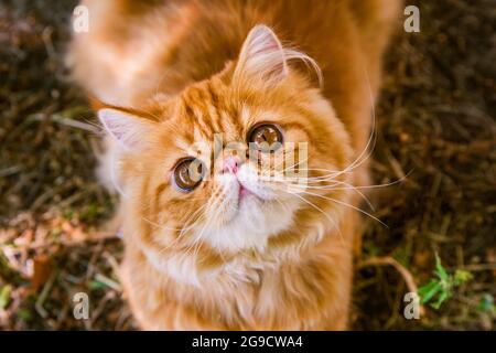 Chat persan rouge en arrière-plan d'automne, vue du dessus Banque D'Images