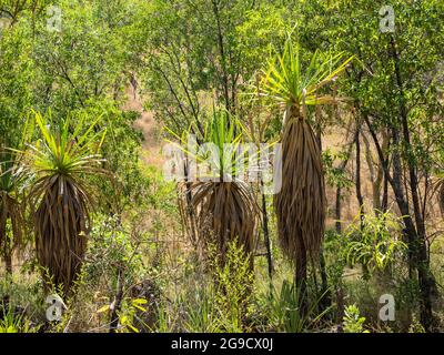 Les palmiers de pandanus (Screw) londent la piste de randonnée jusqu'à Bell gorge, Gibb River Road, Kimberley, Australie occidentale. Banque D'Images