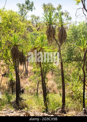 Les palmiers de pandanus (Screw) londent la piste de randonnée jusqu'à Bell gorge, Gibb River Road, Kimberley, Australie occidentale. Banque D'Images