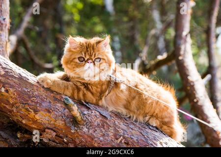 Chat persan rouge grimpant et assis sur l'arbre Banque D'Images