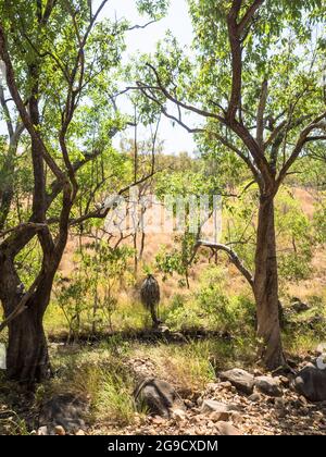 Le long de la piste de randonnée vers Bell gorge, Gibb River Road, Kimberley, Australie occidentale, s'étend sur des arbres et des forêts de savane. Banque D'Images