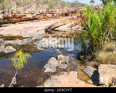 Végétation du ruisseau et dalles de grès au-dessus de Bell gorge, Gibb River Road, Kimberley, Australie occidentale. Banque D'Images