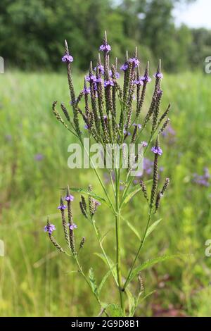 Le vervain bleu de la prairie restaurée de Linne Woods à Morton Grove, en Illinois Banque D'Images