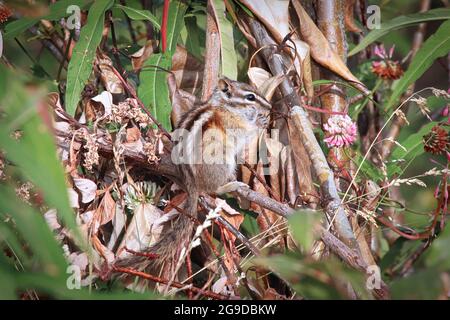 Gros plan du moins Chipmunk Tamias Minimus Banque D'Images