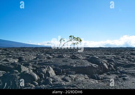 Un arbre qui pousse dans la géologie de la lave volcanique noire. Situé sur la grande île d'Hawaï. ÉTATS-UNIS. Juin 2019. Banque D'Images